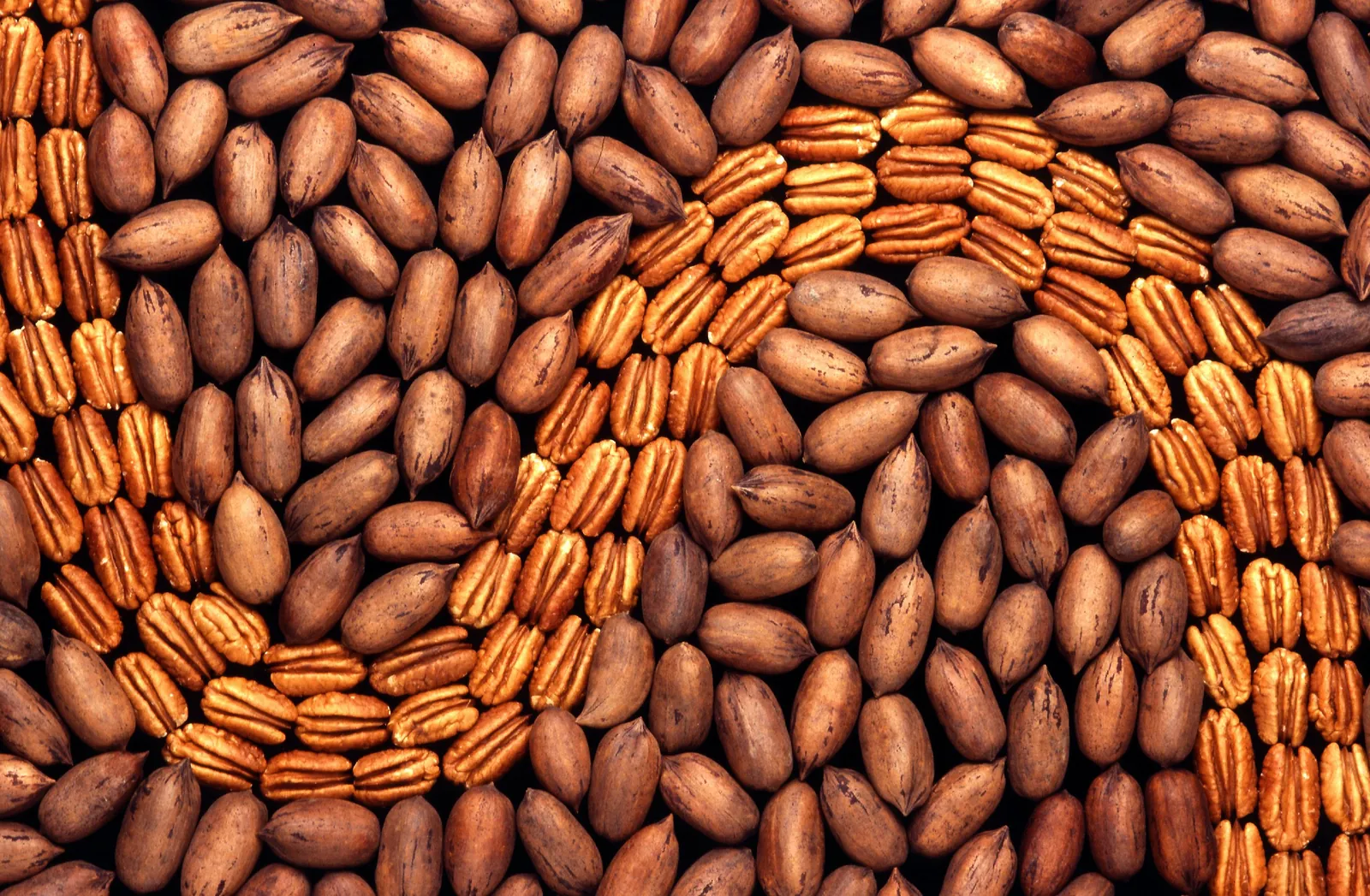 Pecannoten in dop en gepelde pecans op een lichte achtergrond