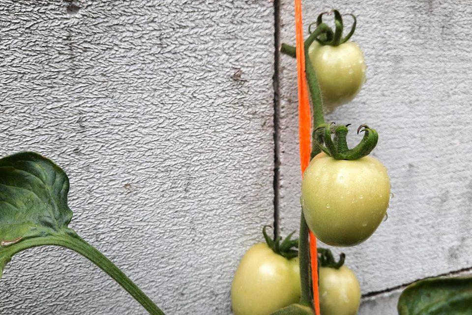Tomato plant in a healthy, green garden environment