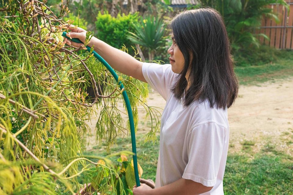 Plants are carefully watered with a garden hose